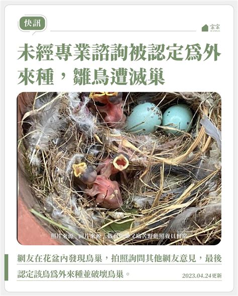 死鳥處理|【鳥死了怎麼處理】發現死鳥別亂丟！3步驟安全處理解決鳥類遺。